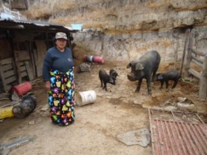 $675 was loaned to Carmen to buy more pigs, feed, and supplements