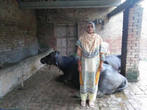 Shabana in Pakistan received a loan of $150 to buy a new buffalo and quality animal fodder for her business raising buffalo and selling their milk.