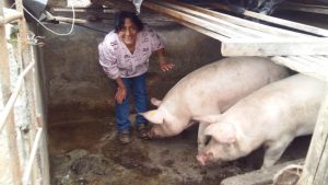 Our loan of $300 to Edy Esmeralda in Ecuador will help her buy more pigs, feed, potatoes, supplements and vitamins for her pig rearing business.