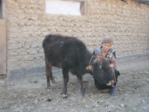 Mokhira of Kyrgyzstan received $475.00 to buy sheep.