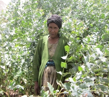 Wude of Ethiopia received $250.00 to purchase fertilizer and selected seed.