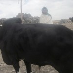 Shewaye of Ethiopia received $175.00 to cattle to raise and sell.