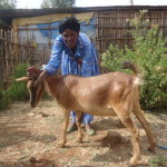 Tolashi of Ethiopia received $250 to purchase fertilizer.