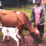 Sarah in Kenya received a loan of $150 to buy hybrid seeds and fertilizers for her business selling milk, eggs, and vegetables from her farm.
